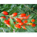 High quality dried Goji berry